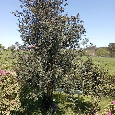 Πανσιόν Vilarino